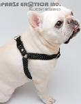 CAWAII BASIC HARNESS (L)