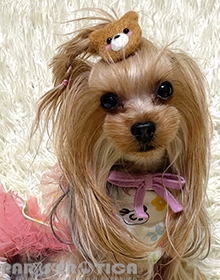 [󒍌] PARIERO Hair Bow