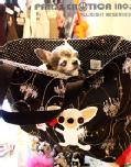 YOSHII MAMI BAG -Chandelier (�C�[�W�[�L�����[)